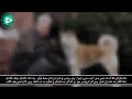 قصة الكلب الوفي الذي انتظر صديقه 10 سنوات في محطة قطار 