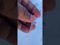 Winter day crappie chase