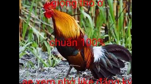 Tiếng gà rừng rặc gáy giọng thổ ờ chuẩn 100%✓