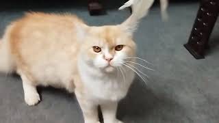 pure persian cat breeder
