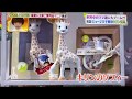 皇室・王室ご愛用品のおもちゃ　キリンのソフィー　ヒルナンデス！！　Hirunandesu Japanese TV show Sophie la girafe Sophie the giraffe