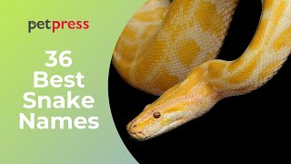 36 Best Snake Names - Inspiring Snake Name Ideas
