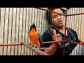 Kicau Tledekan Gunung Behind The Scene Mp3 - Mp4 Download