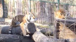 Збагачення природного середовища. Амурські тигри. Рівненський зоопарк