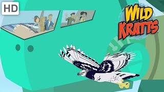 Wild Kratts  Disturbance In The Creature World | Kids Videos