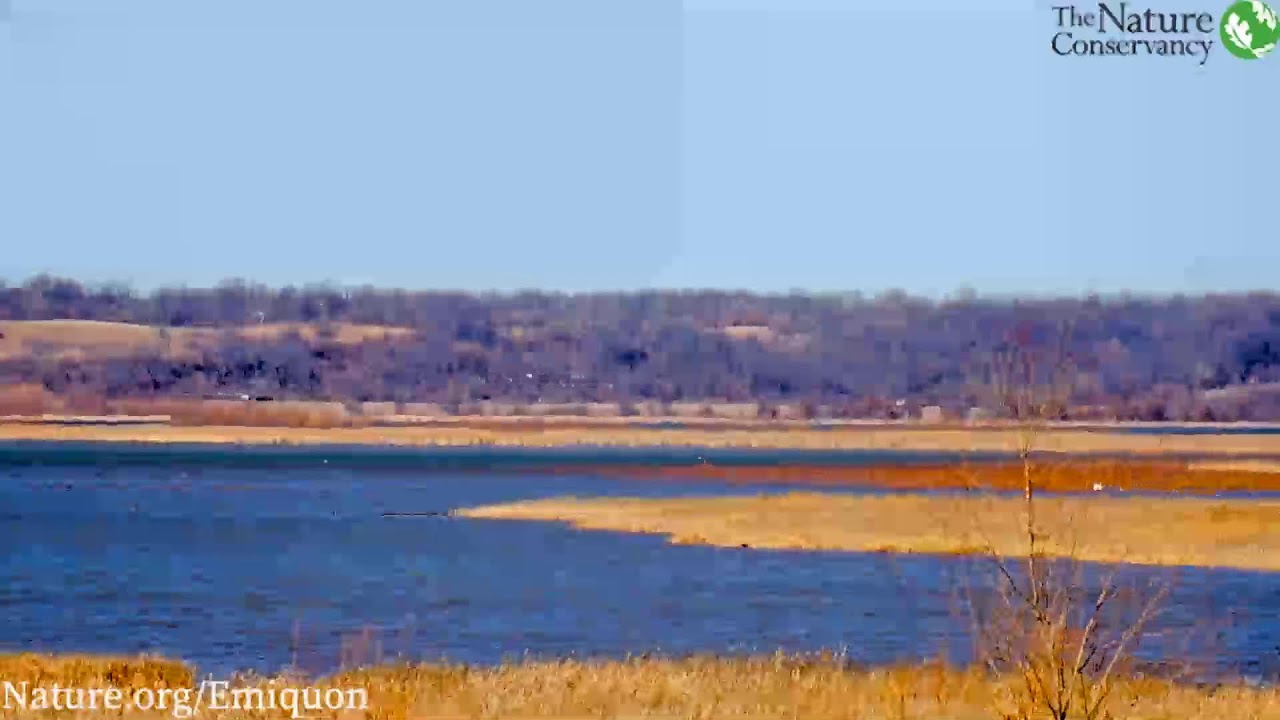 Emiquon Migratory Bird Livestream