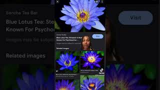 Blue lotus flower benefits part 1 #herbalmedicine