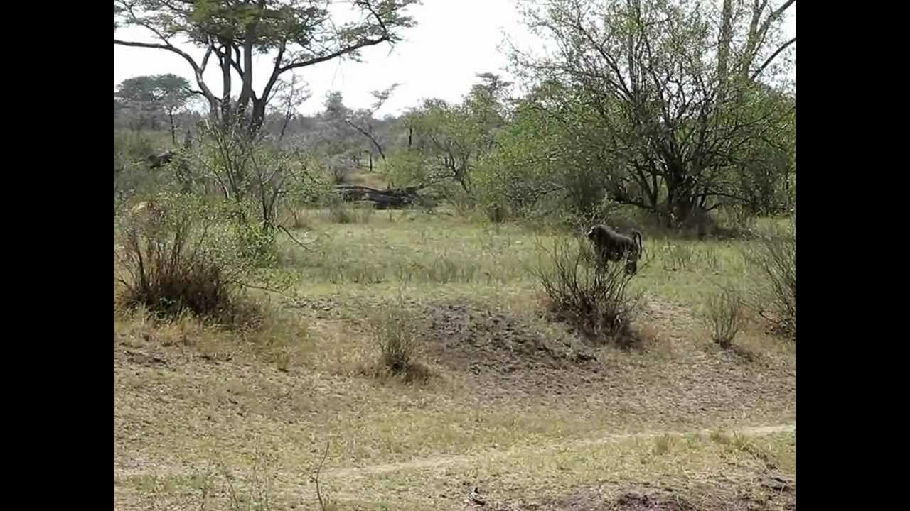 Lion vs  Brave Baboon Fight West Serengeti Safari