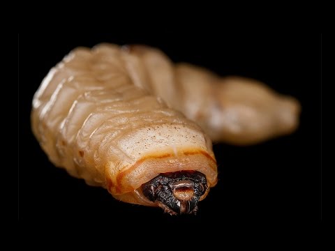 4 Deadly Parasites That Are Found In Fast Food