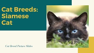 Siamese Slides  Cat Breeds