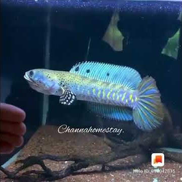 💮Story ikan cana blue pulcra‼️