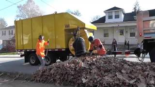 Leaf Collection