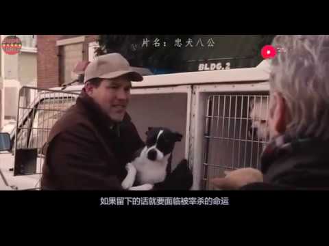 感动数亿人的催泪电影，狗狗用余生的等待，诠释对主人忠诚挚爱！