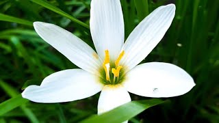 Gardening Lovers Welcomegardenview And Misc. Is Live