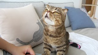 This Cat Suspects I Had BBQ... How Did He Know? (ENG SUB)