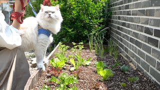 Indoor Cats' Outdoor Spring Trip