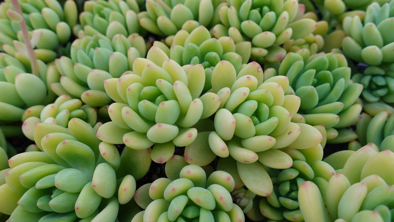 26【この多肉、唯一無二】春萌。優しく美しいグリーンの多肉植物。育て