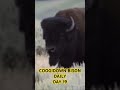 BISON CONTENT 🦬