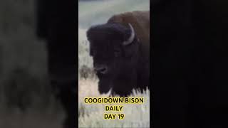 BISON CONTENT 🦬