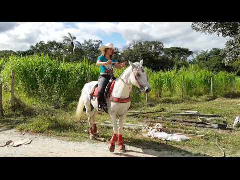 Vídeo: Como Acalmar Um Cavalo