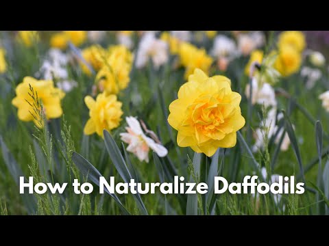 Video: Daffodil Naturalizing - Ինչպես բնականացնել նարգիսի լամպերը բնապատկերներում