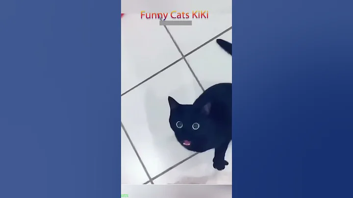 Watch the video about Funniest Cat 🐈‍⬛ funny cats moments 🥰 #FunnyCats Episode 5783