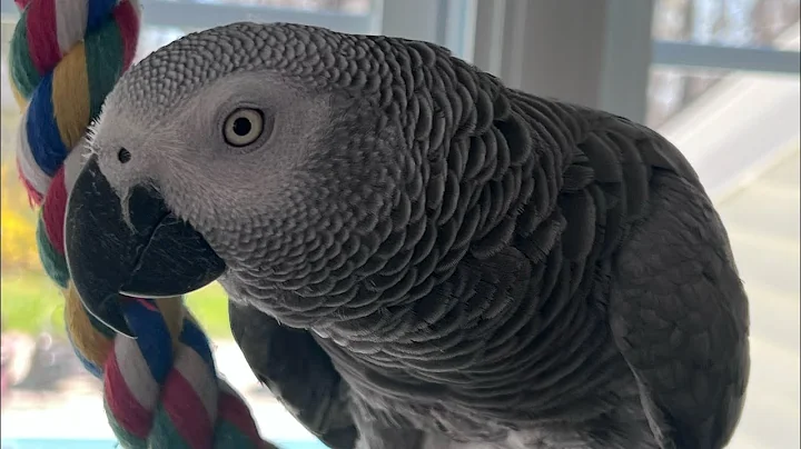 A few minutes with Symon the African Grey Talking Parrot💕🦜#talkingparrot #birds #africangreyparrots