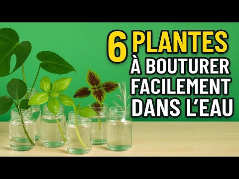 6 Légumes et