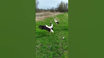 Аисты возвращение в природу....