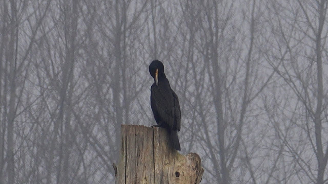 Wandelen, Viersels gebroekt, Natuurpunt