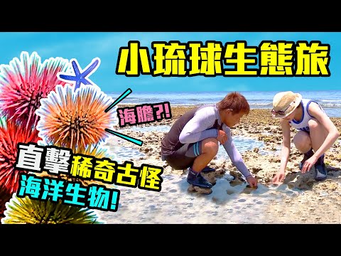 【小琉球】近距離接觸海中生物！來場潮間帶生態之旅｜超夯早餐店，琉球粿、蔥油條，本島吃不到的美味！｜ep.119