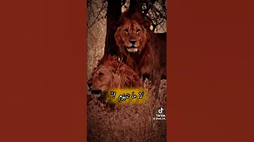 خياي يا حزام الظهر خياي سيد الزلام 