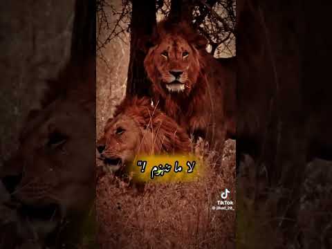 خياي يا حزام الظهر خياي سيد الزلام