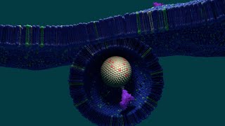 Cell Membrane Viewport Animation in Blender
