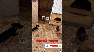 Annesiz 5 yavru köpeğe yağmurda kulübe yaptık #iyilikyap