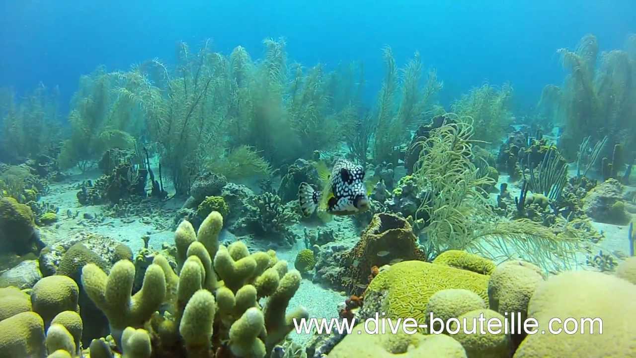 barriere de corail guadeloupe