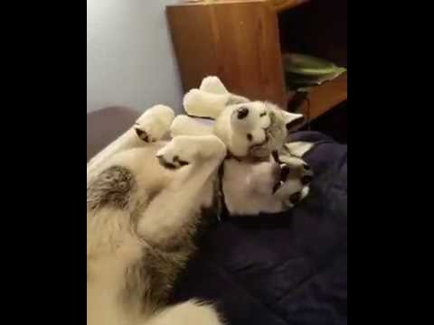 Husky Plays with Stuffed Animal