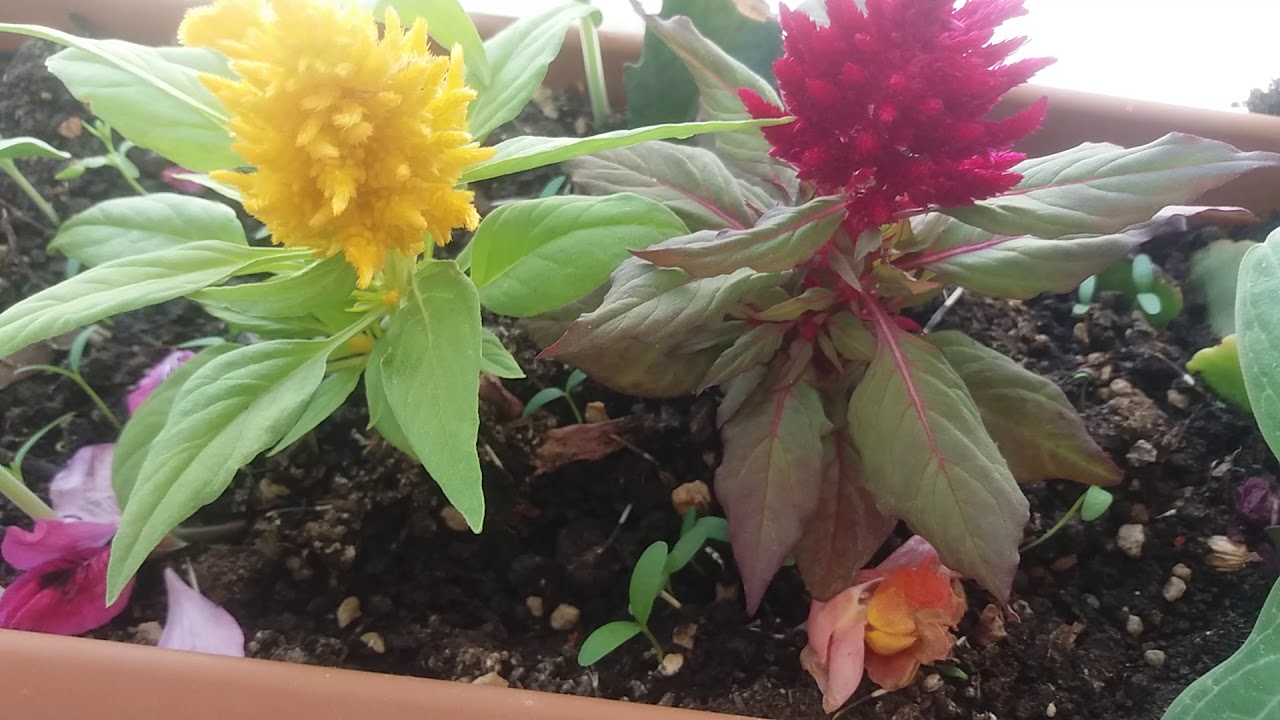Horoz Ibigi Cicegi Bakimi Ve Faydalari Nefis Yemek Tarifleri