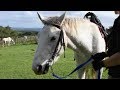 Field Conservation Highlights with Mango 🐎