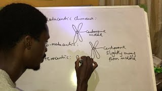 Types Of Chromosomes Clification Based On Positions Of Centromere A Level Biology