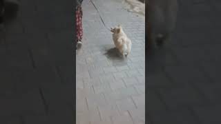 gumane chaloo🥰 #funny #trending #viralvideos #dog #shorts ##shortvideo