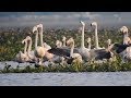 Greater Flamingos at Basai Wetlands, Gurgaon