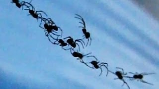 Brown Widow Spider Invasion - Spiderlings !