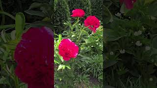 Flower and animal video in 4K HDR10+ while walking the neighbourhood - 20260607 110905