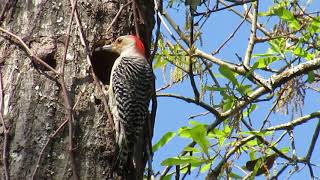 Nesting Habits and basic mating ritual of the Red Bellied Woodpecker