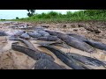 Wow unique fishing! catch a lot monster catfish in mud little water at field catch by hand