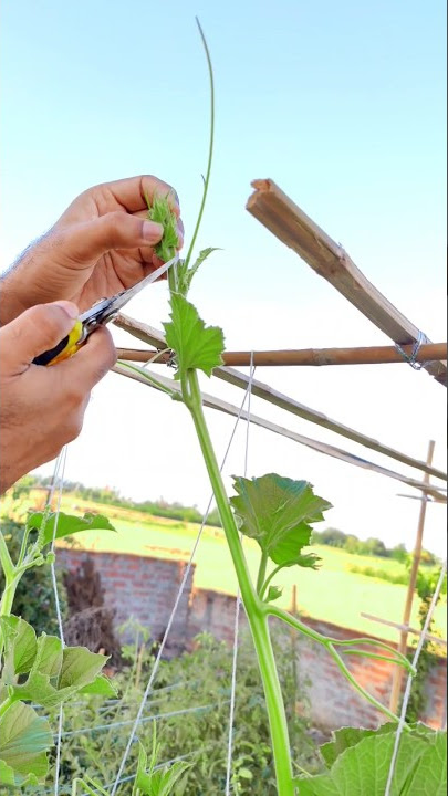 Louki (Kado) Plants 3G Cutting | How To Do 3G Cutting in a Bottle Gourd #shorts #youtubeshorts