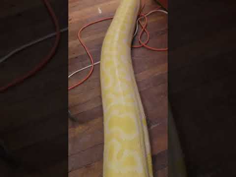 Burmese Python stretching out