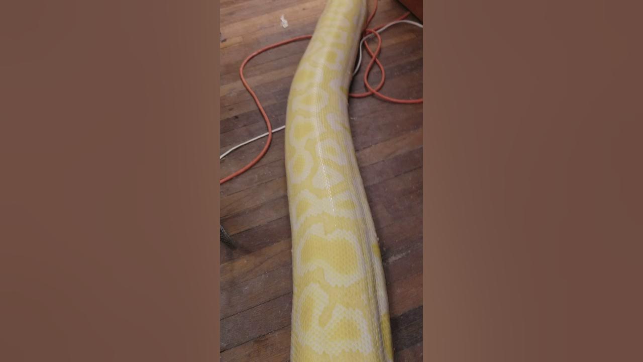 Burmese Python stretching out - YouTube