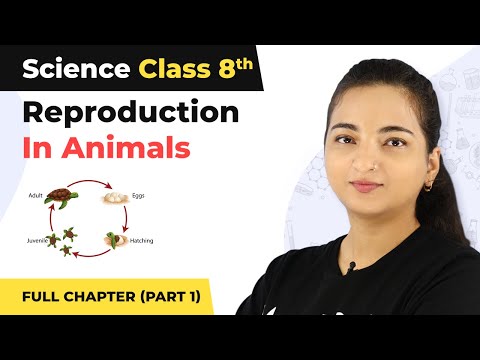 Class 8 Science Chapter 9 | Reproduction In Animals Full Chapter Explanation (Part 1)